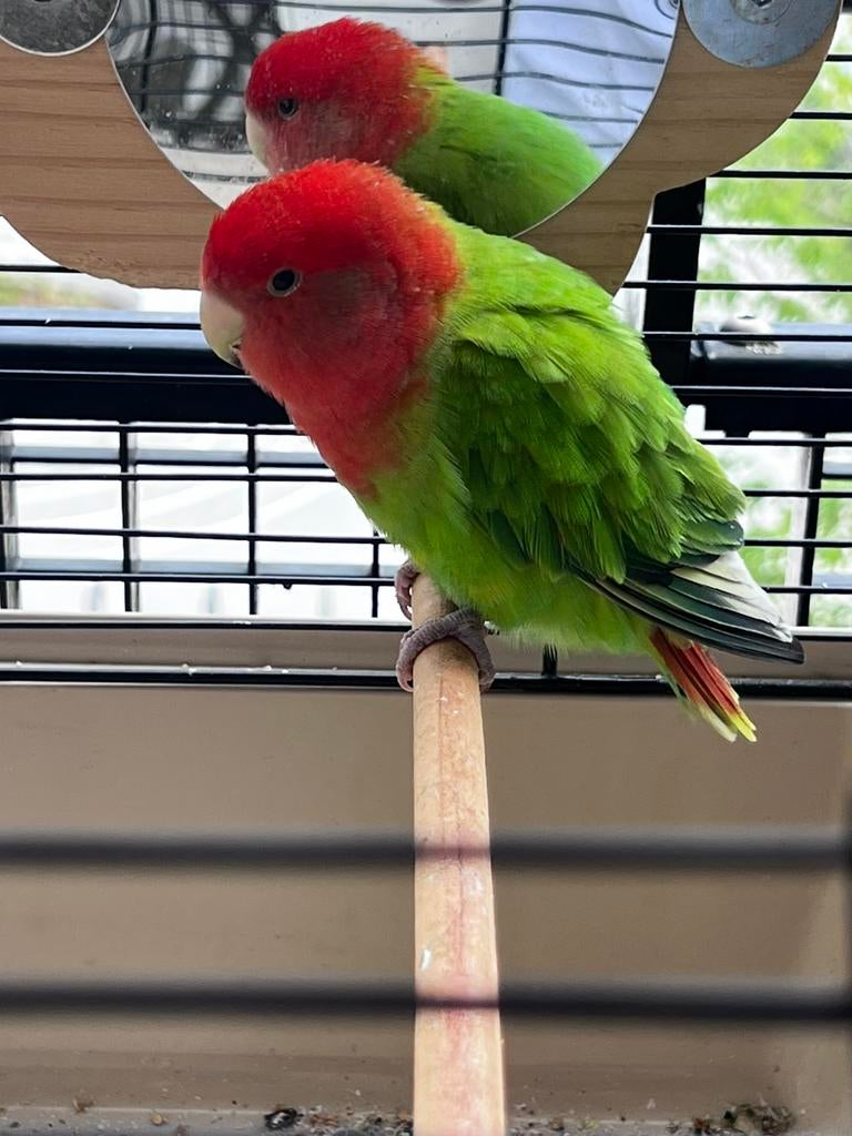 dwergpapegaai (jong) met kooi (en papegaaivoer!), Dieren en Toebehoren, Vogels | Parkieten en Papegaaien, Geslacht onbekend, Dwergpapegaai of Agapornis