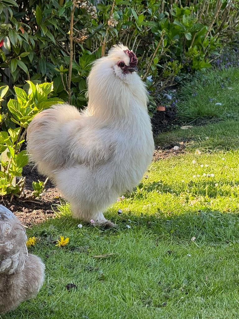 Haan USA Zijdehoen wit, Dieren en Toebehoren, Mannelijk, Kip