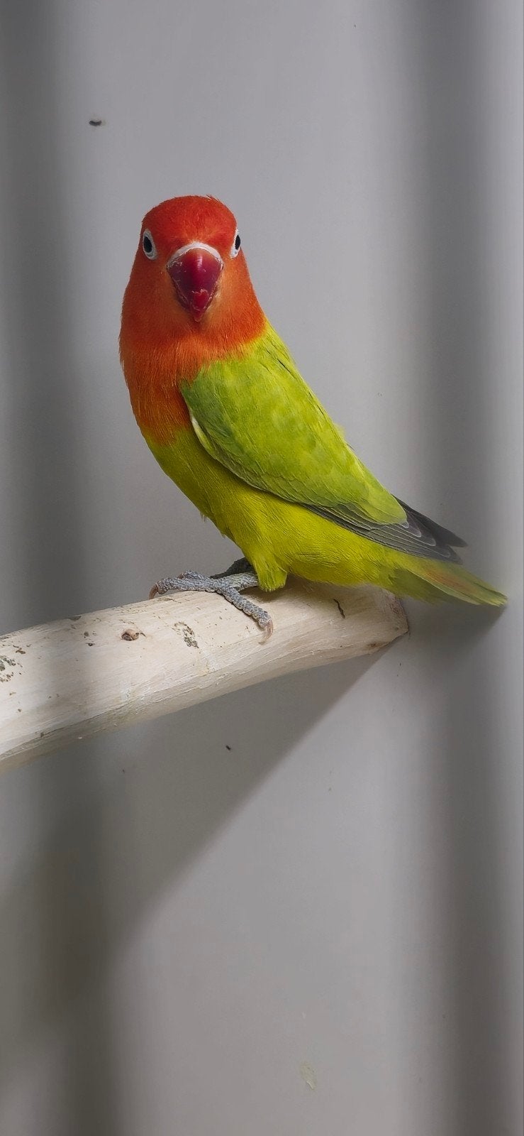 agapornis fischeri dilute opaline