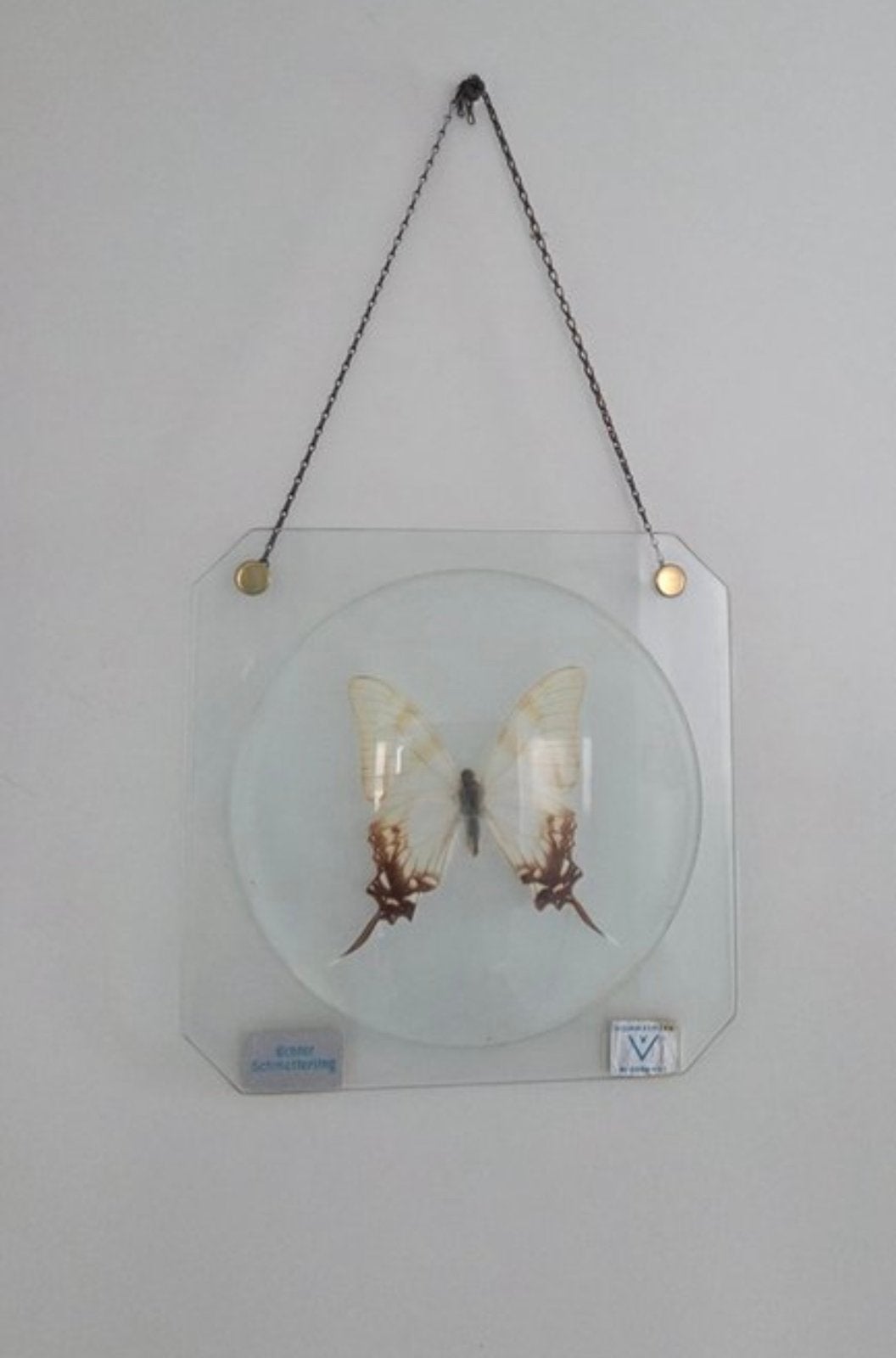 Taxidermie vlinder, Ophalen of Verzenden, Gebruikt, Insect, Opgezet dier