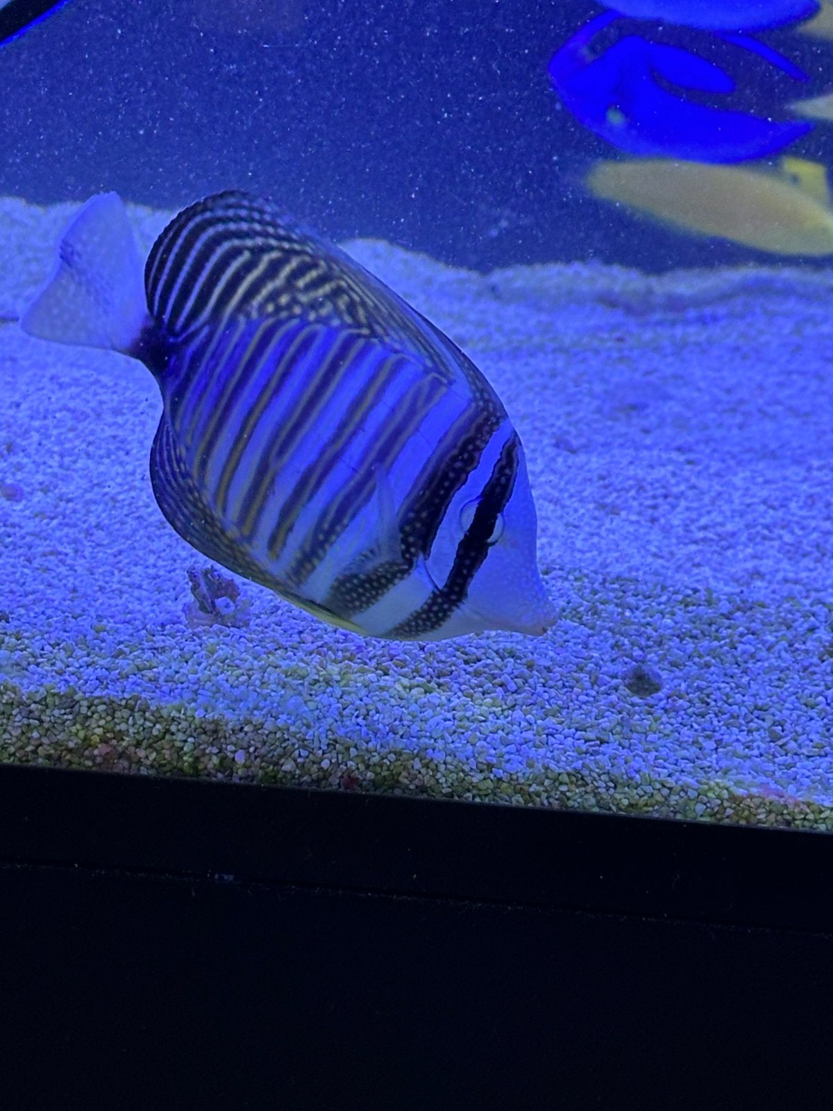 Zebrasoma desjardinii – Gestreepte Gele Zeilvin Doktersvis, Dieren en Toebehoren, Vissen | Aquariumvissen, Vis