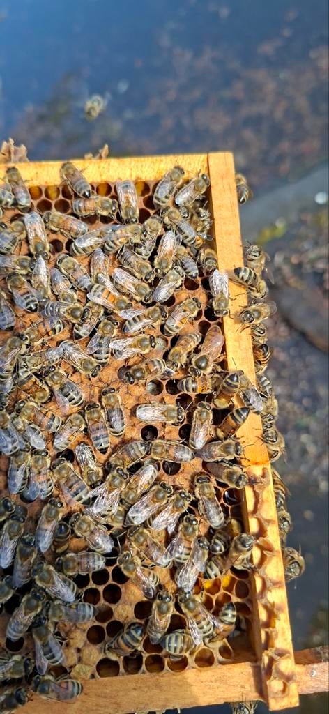 Buckfast moeren te koop 2026, Dieren en Toebehoren, Insecten en Spinnen