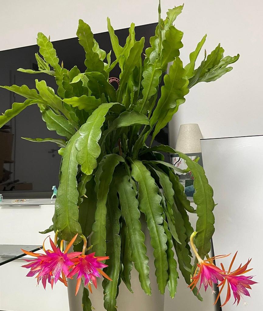 cactus - Epiphyllum JALISCO COWI, Huis en Inrichting, Ophalen of Verzenden, Cactus, Volle zon, Minder dan 100 cm