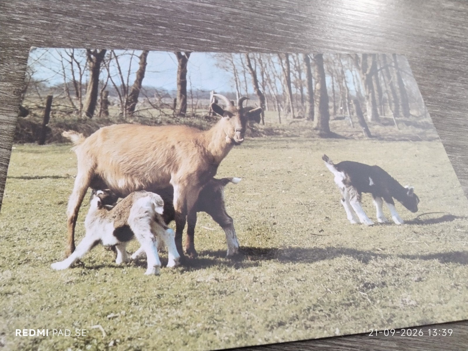 Oude ansichtkaart: Geit met lammetjes - Uitgeverij De Stulp, Verzamelen, Ophalen of Verzenden, 1960 tot 1980, Ongelopen, Natuur