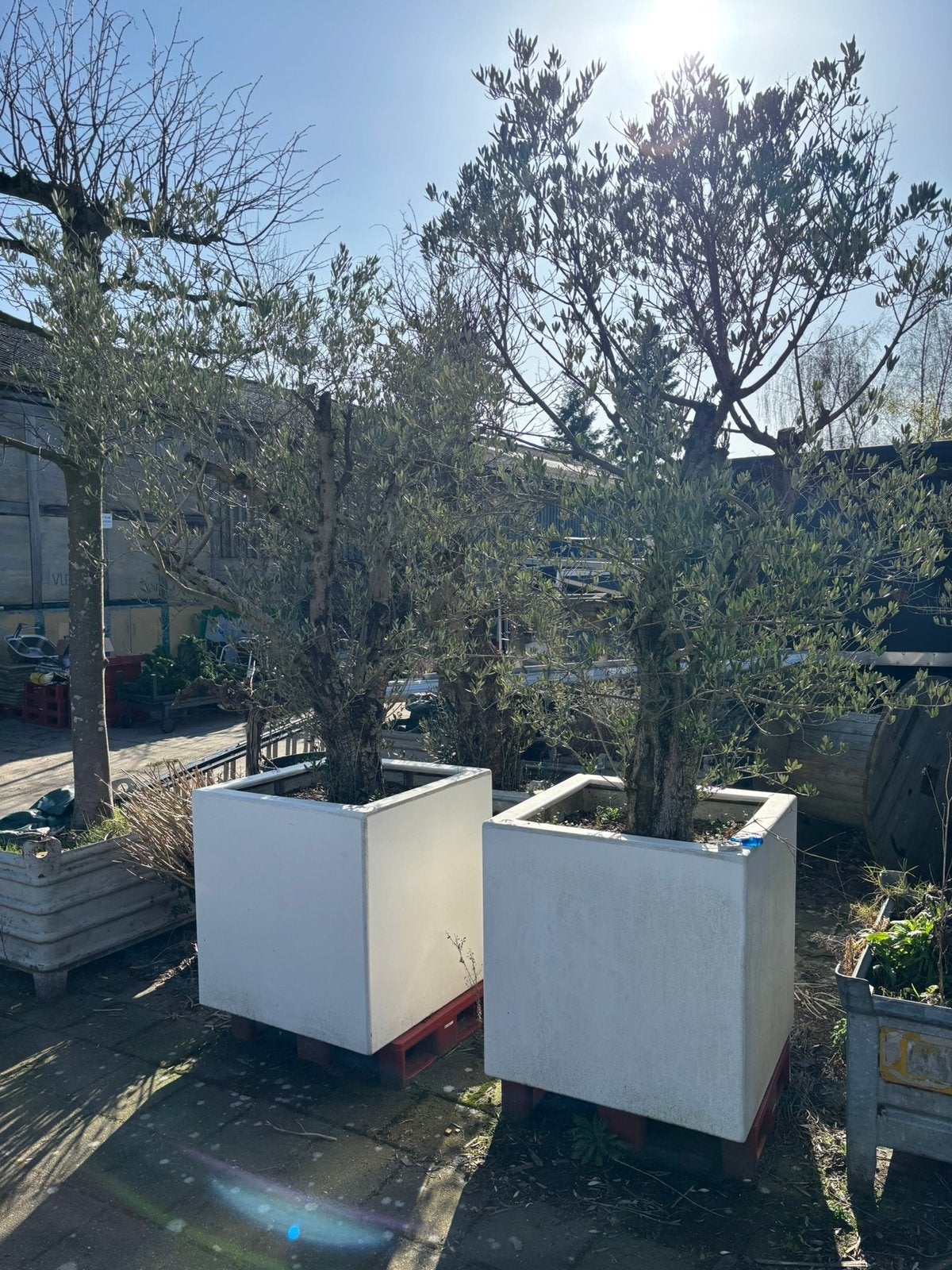 Olijfbomen in kunstof bakken, Ophalen of Verzenden, Zo goed als nieuw, Kunststof