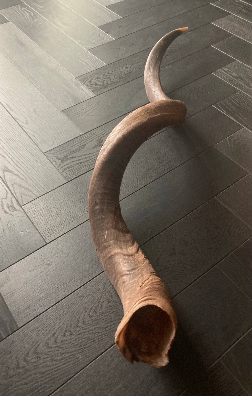 2 Grote Kudu Hoorns,  - 1 meter lang, 9 cm diameter, intact, Ophalen of Verzenden