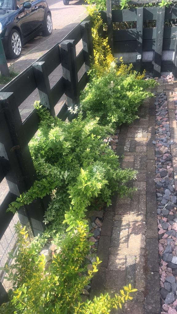 Tuin planten, Tuin en Terras, Planten | Tuinplanten, Ophalen of Verzenden, Overige soorten, Volle zon