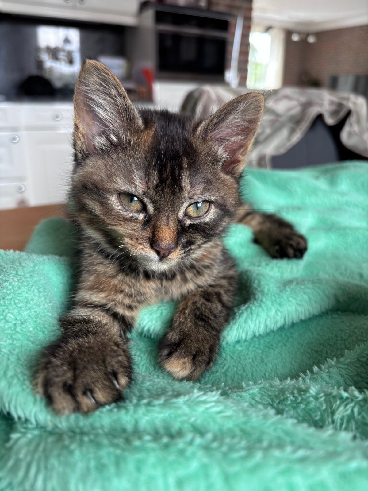 Kitten, Dieren en Toebehoren, Katten en Kittens | Overige Katten, Poes, 0 tot 2 jaar