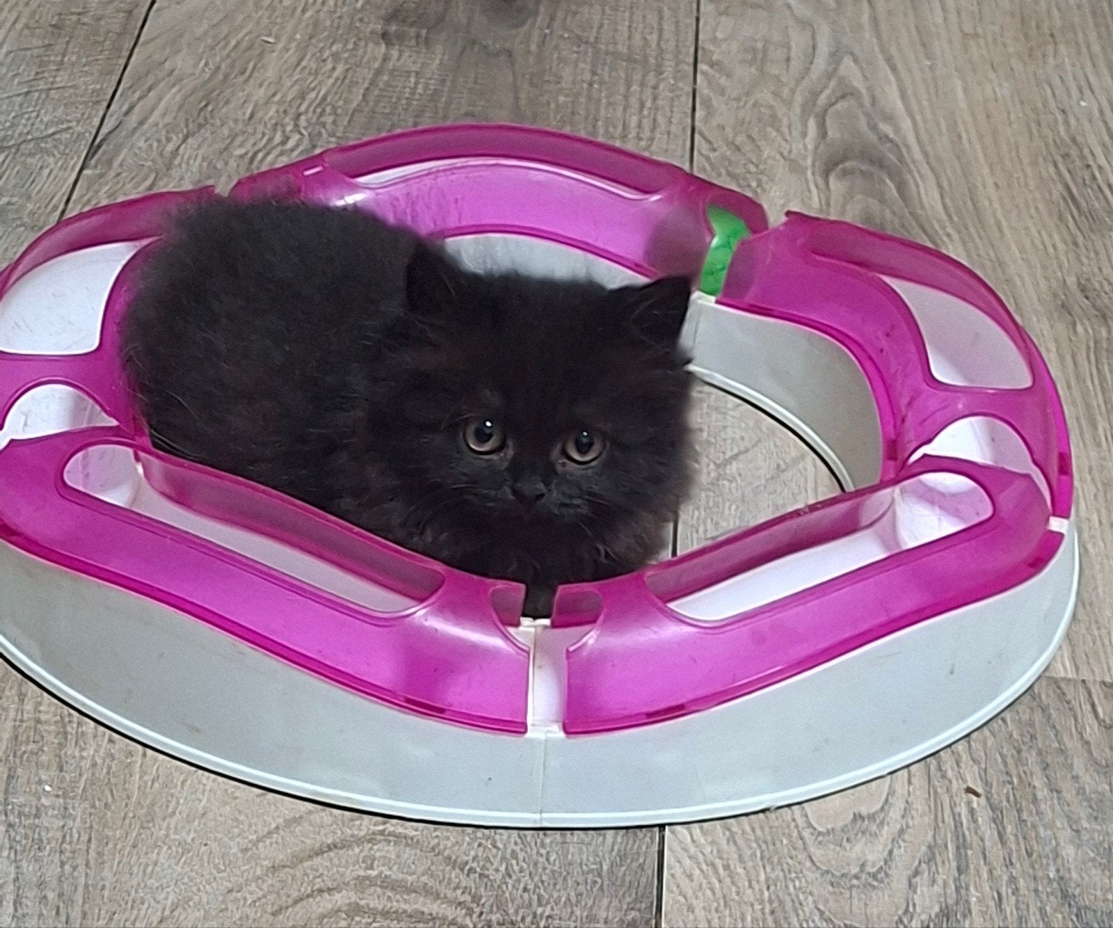 mooie britse half langhaar poesje Black / Smokee, Dieren en Toebehoren, Katten en Kittens | Raskatten | Langhaar, Poes, Gechipt