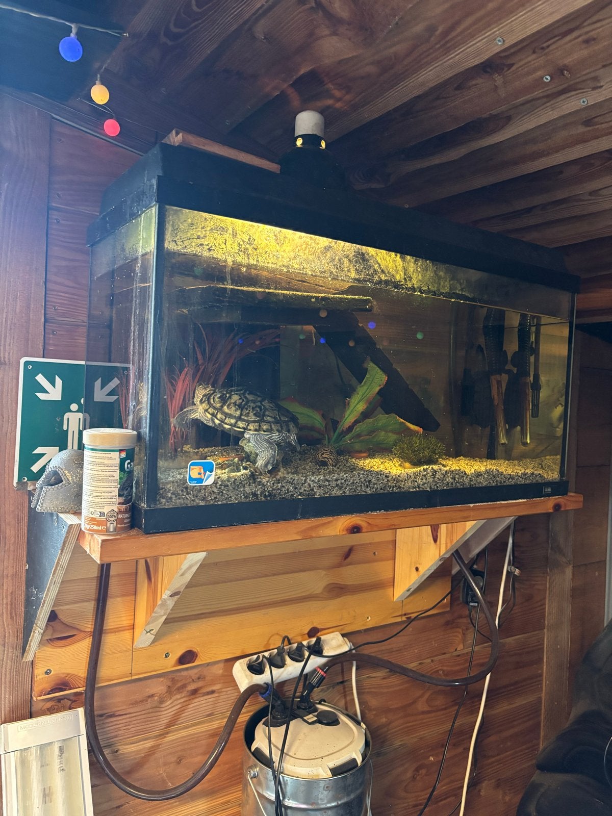 Aquarium met 3 schildpadden, Schildpad