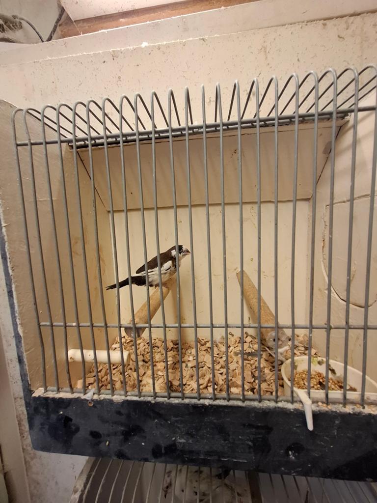 Japans meeuwtje, Dieren en Toebehoren, Mannelijk
