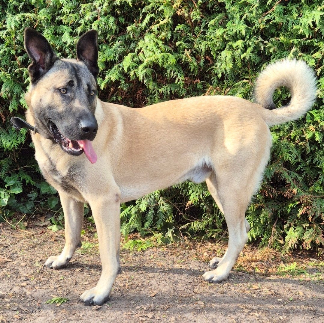 Anatolische Herder (Kangal) | Hond 1 jaar | Skai, Dieren en Toebehoren, Reu, 1 tot 2 jaar, Parvo, Eén hond