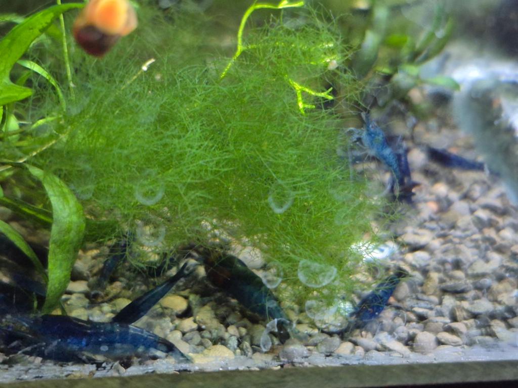 blue dream (Neocaridina davidi), Ophalen of Verzenden