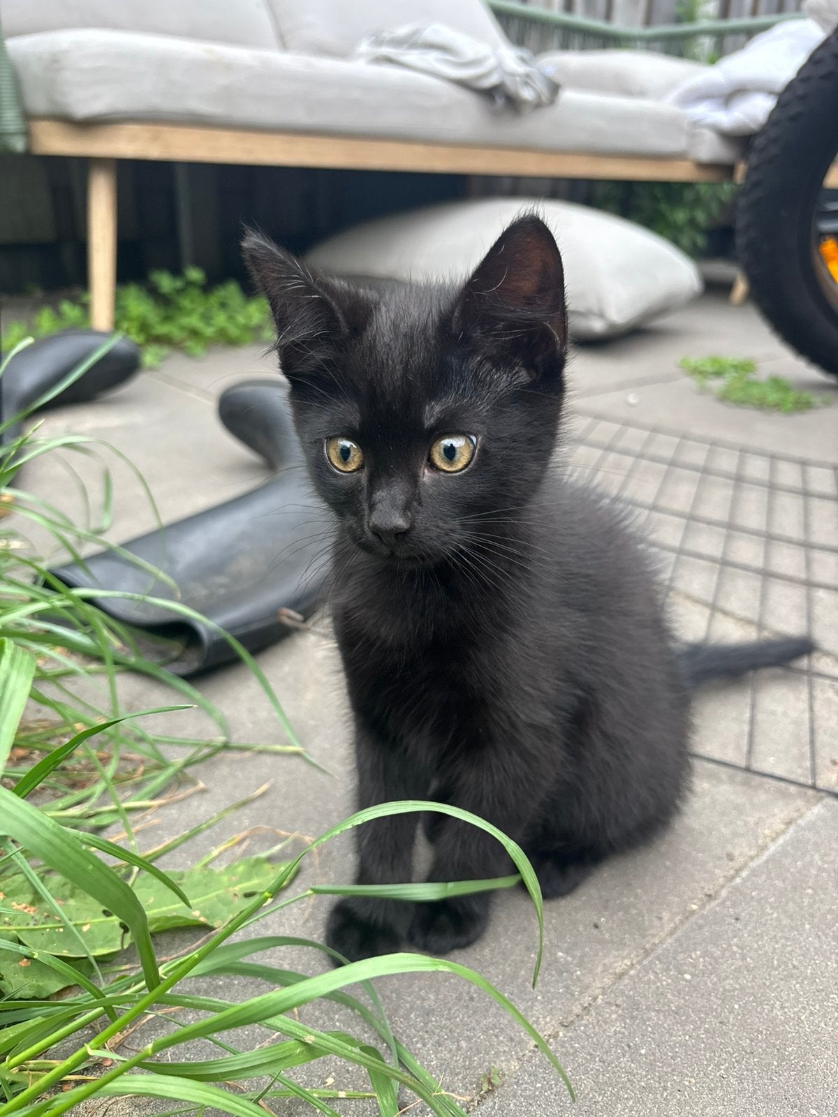 2 lieve kittens zoeken nog een huisje, Dieren en Toebehoren, Katten en Kittens | Overige Katten, Meerdere dieren, Kortharig, 0 tot 2 jaar