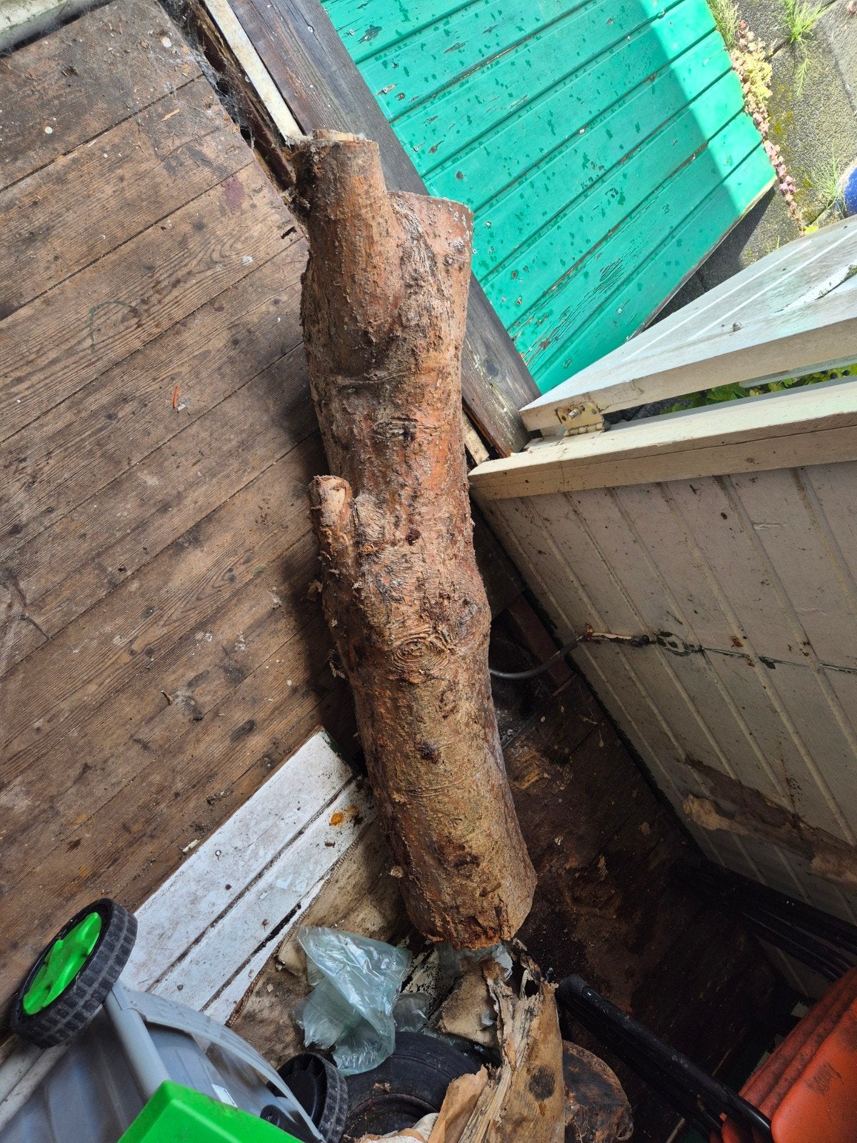 2 goudenregen boomstammen, Minder dan 3 m³, Ophalen, Overige houtsoorten, Stammen