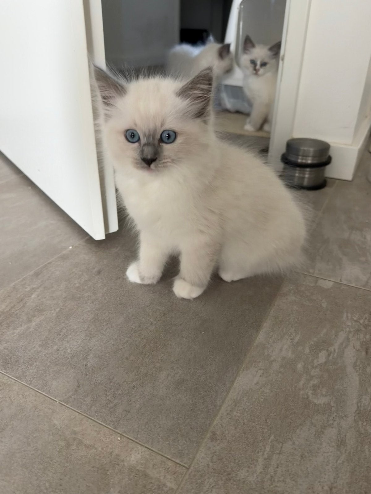 Foto 7 van Mooie Ragdoll kitten (poesje)