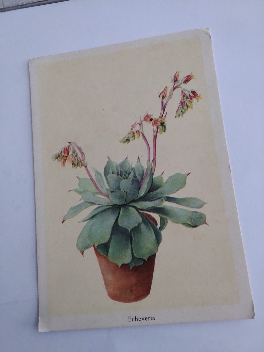 Vintage Echeveria Plantenkaart - Asef Reclame, Ophalen of Verzenden, 1940 tot 1960, Gelopen