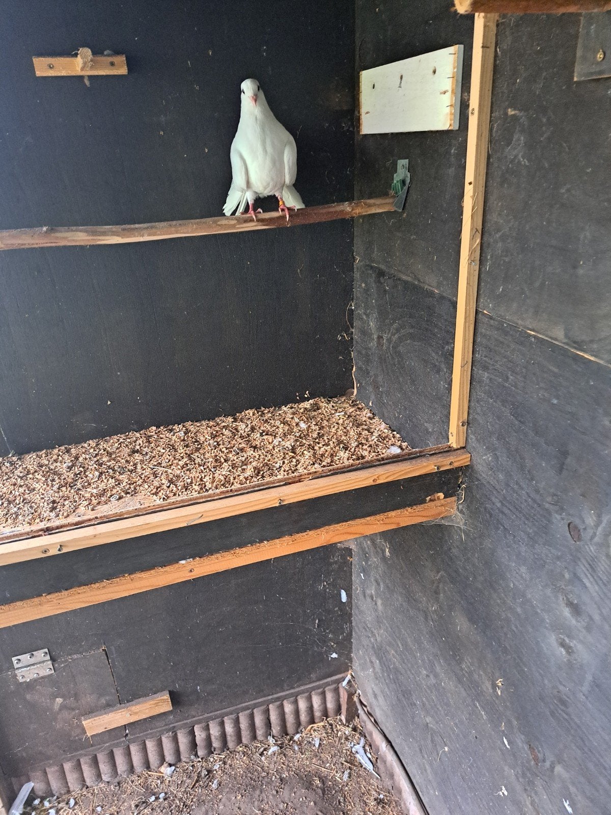 Jonge pauwstaart, Dieren en Toebehoren, Vogels | Duiven, Overige soorten