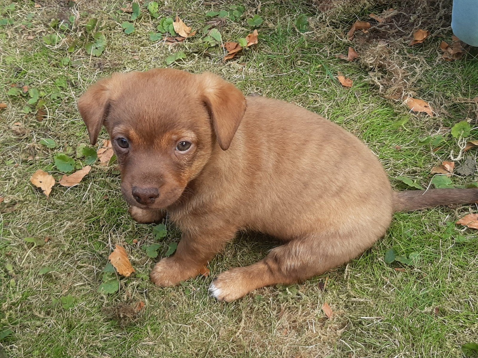 Zeer mooie Jack Russel pups,  Reutjes. Unieke kleurslagen, Parvo, Jack Russell Terriër, Reu, 8 tot 15 weken