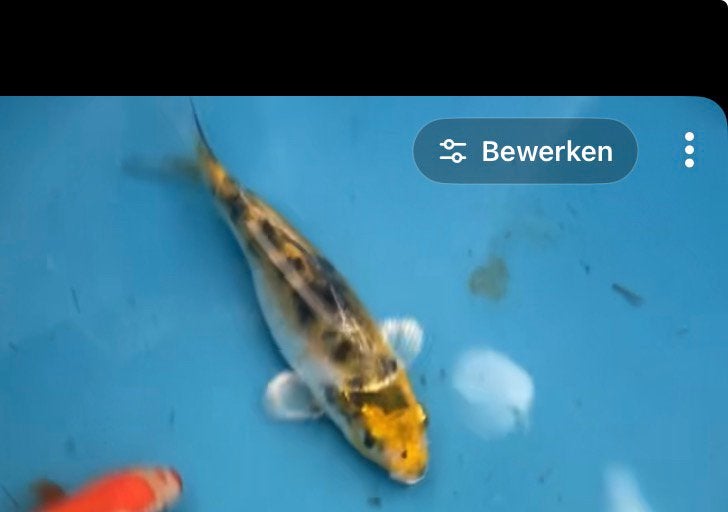 koi goudvis hybride bijzonder mooi, Dieren en Toebehoren, Karper of Koi