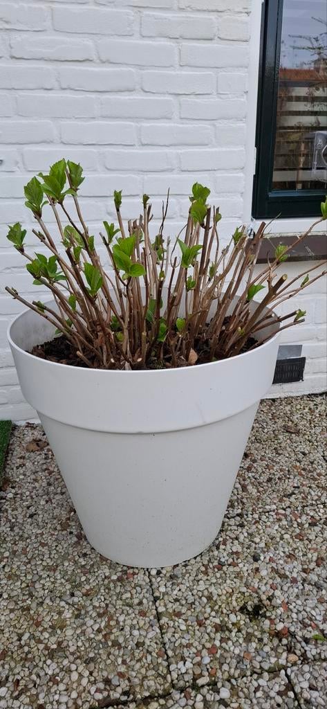 Grote  Elho witte bloempot met hortensia, Ophalen, Kunststof, 40 cm of meer, Rond