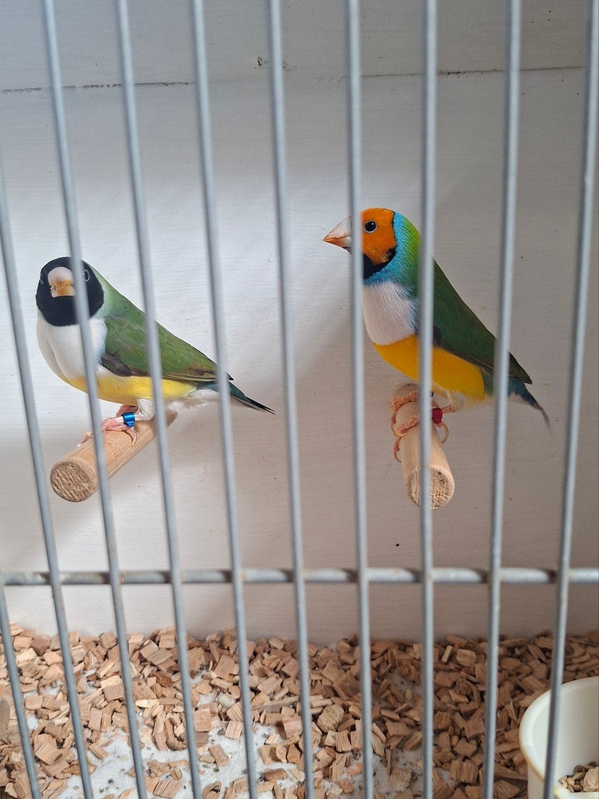 Gouldamadine koppel witborsten, Dieren en Toebehoren, Meerdere dieren