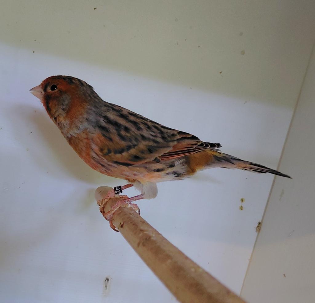 Kanarieman (2025), Dieren en Toebehoren, Vogels | Kanaries, Mannelijk, Kleurkanarie