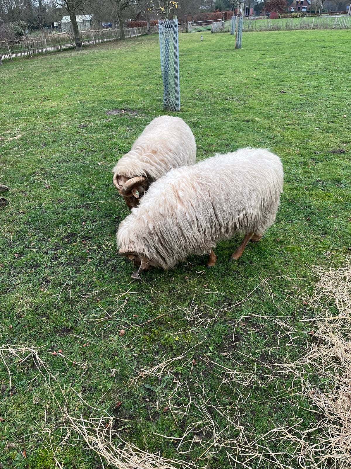 Rammen drents heideschaap, Dieren en Toebehoren, Mannelijk, Schaap