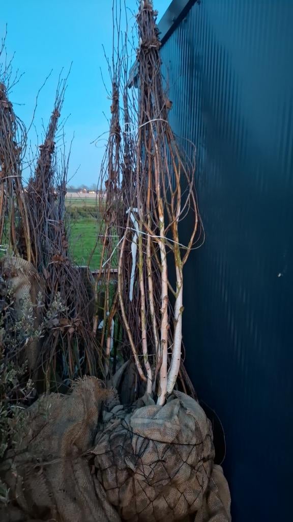 meerstammige witte berken betula utilis jacqeumontii, Overige soorten, Zomer, Ophalen, Volle zon