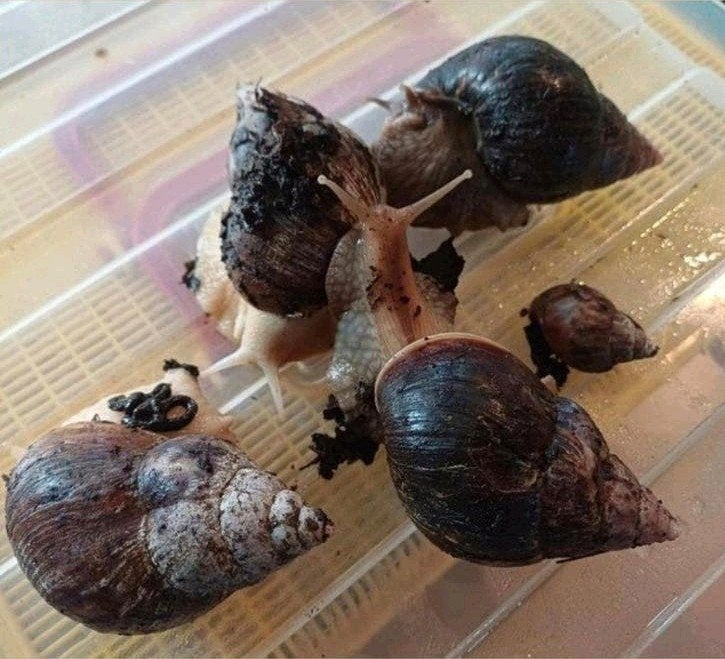 Afrikaanse reuzenslakken, Dieren en Toebehoren, Overige Dieren, Januari, Meerdere dieren