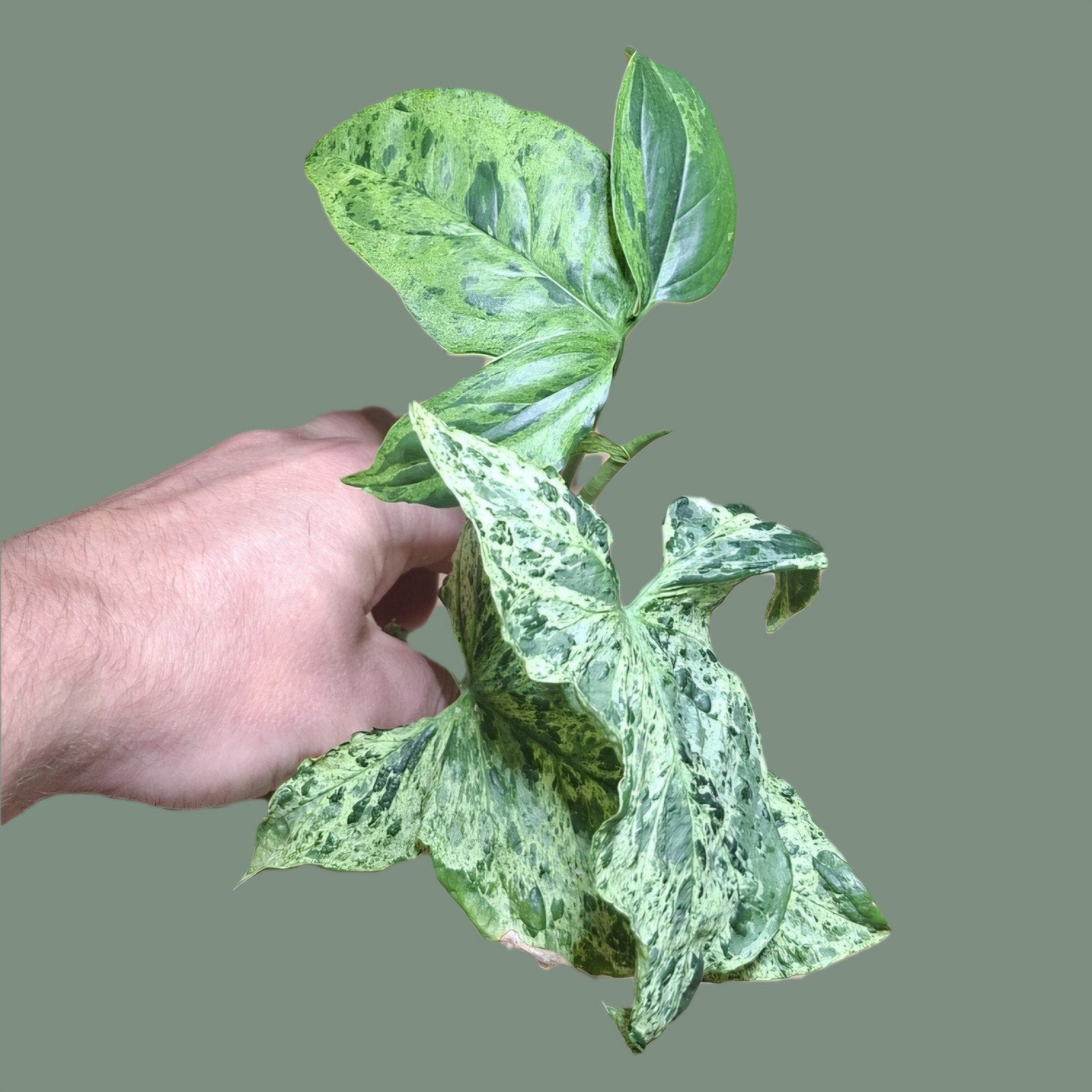 Syngonium podophyllum Mottled, Ophalen of Verzenden, Halfschaduw, Minder dan 100 cm
