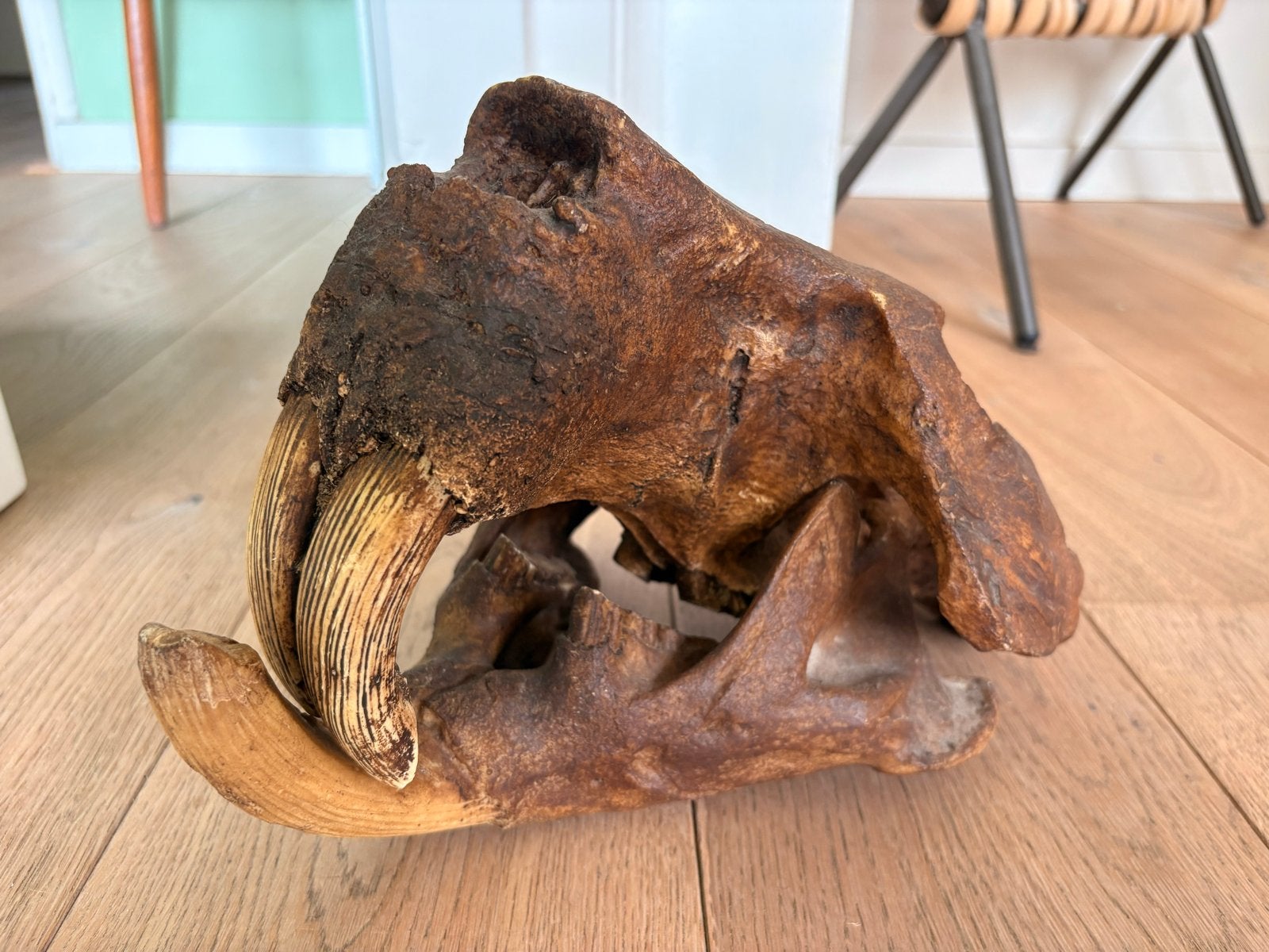 Castoroides beversoort  schedel replica, Ophalen of Verzenden, Zo goed als nieuw