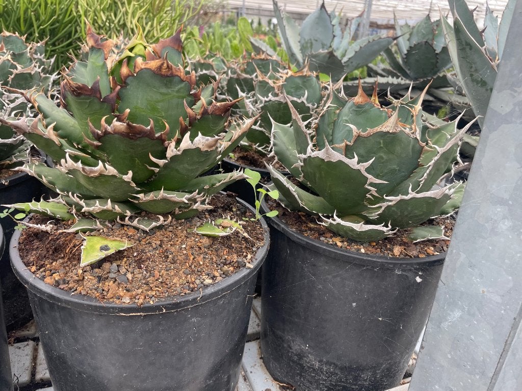 Agave Titonota in de 25 cm pot., Ophalen of Verzenden, Minder dan 100 cm, In pot, Cactus