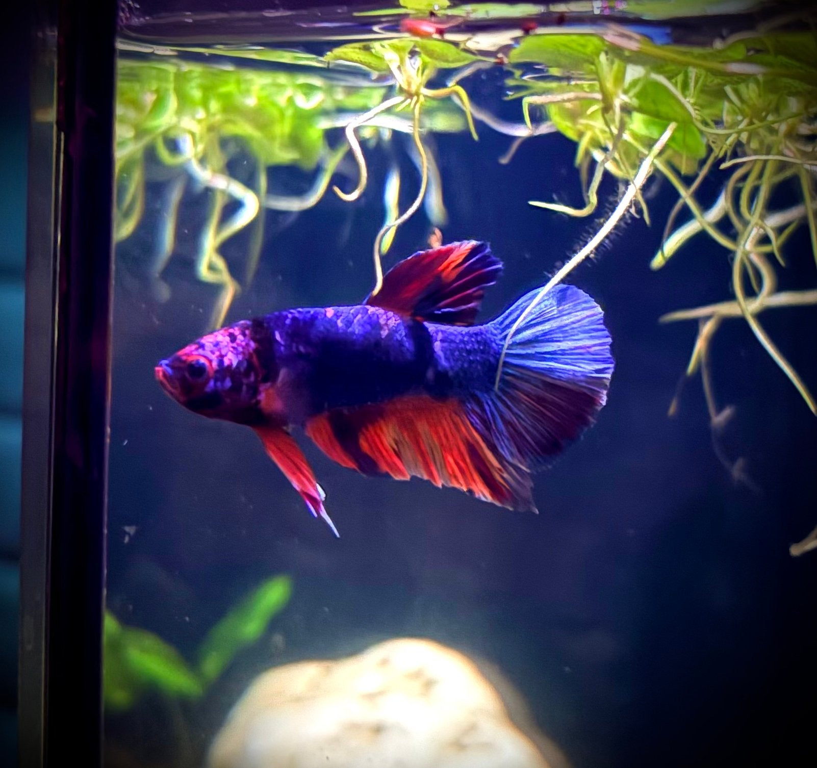Gratis Betta afhalen in Nijmegen., Vis