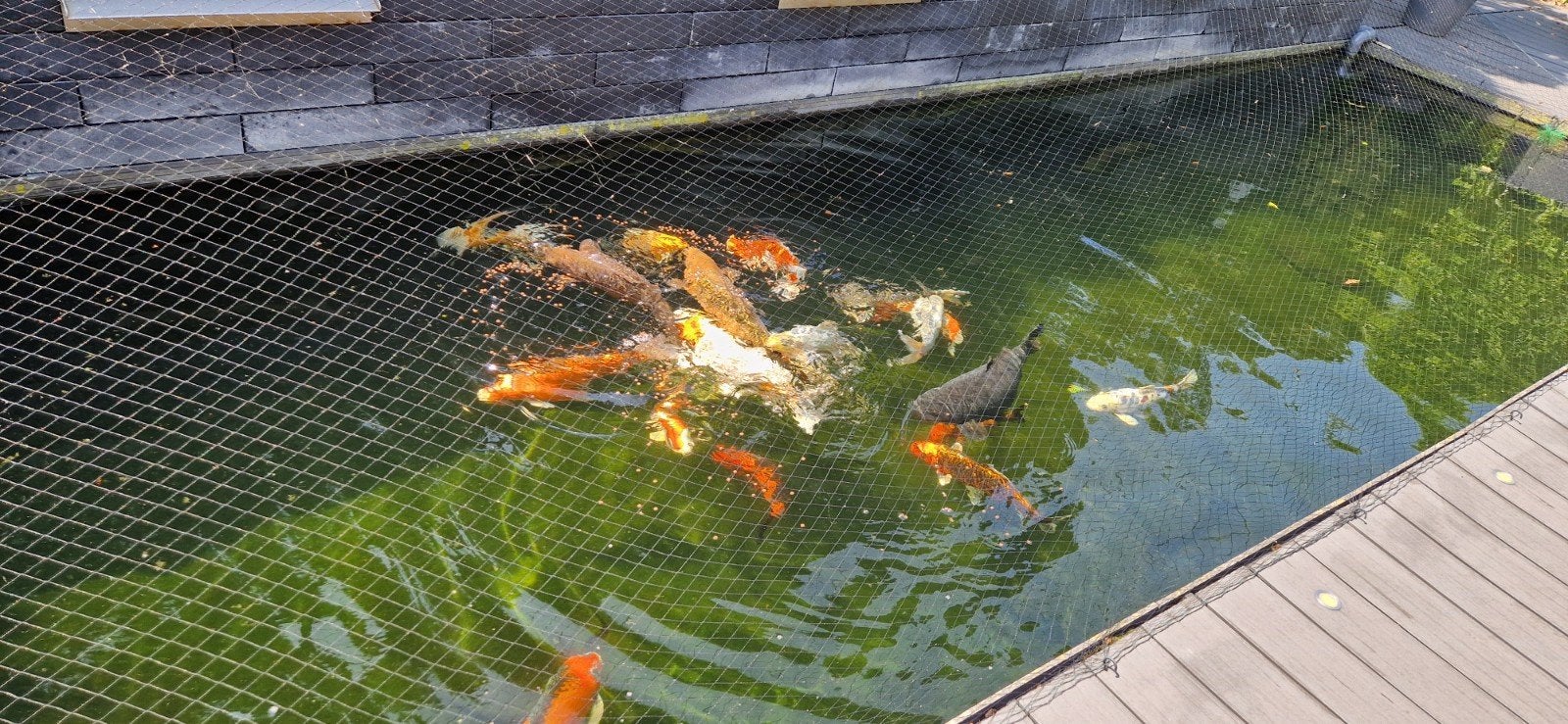 14 Japanse koi karpers, Dieren en Toebehoren, Vissen | Vijvervissen, Karper of Koi