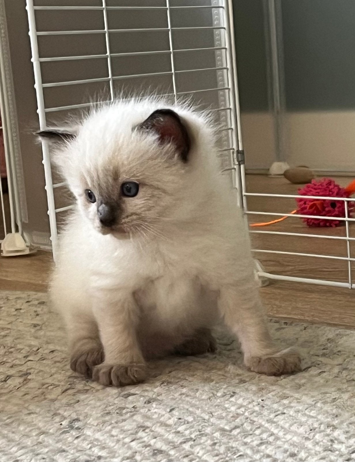 2 prachtige, sociale ragdoll kittens m/v, Meerdere dieren, Langharig, 0 tot 2 jaar