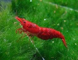 Garnaal Neocaridina spec Sakura Super Red - Koidream Valburg, Dieren en Toebehoren, Kreeft, Krab of Garnaal, Zoetwatervis