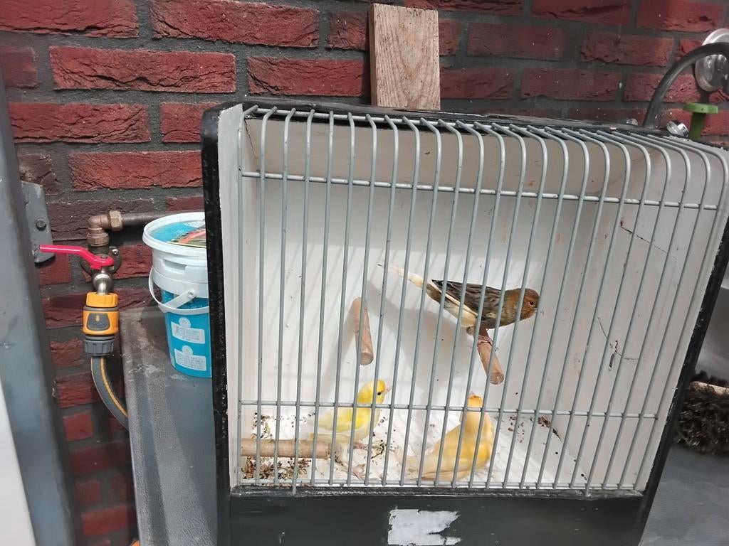 Kanarie mannen, Dieren en Toebehoren, Vogels | Overige Vogels, Mannelijk