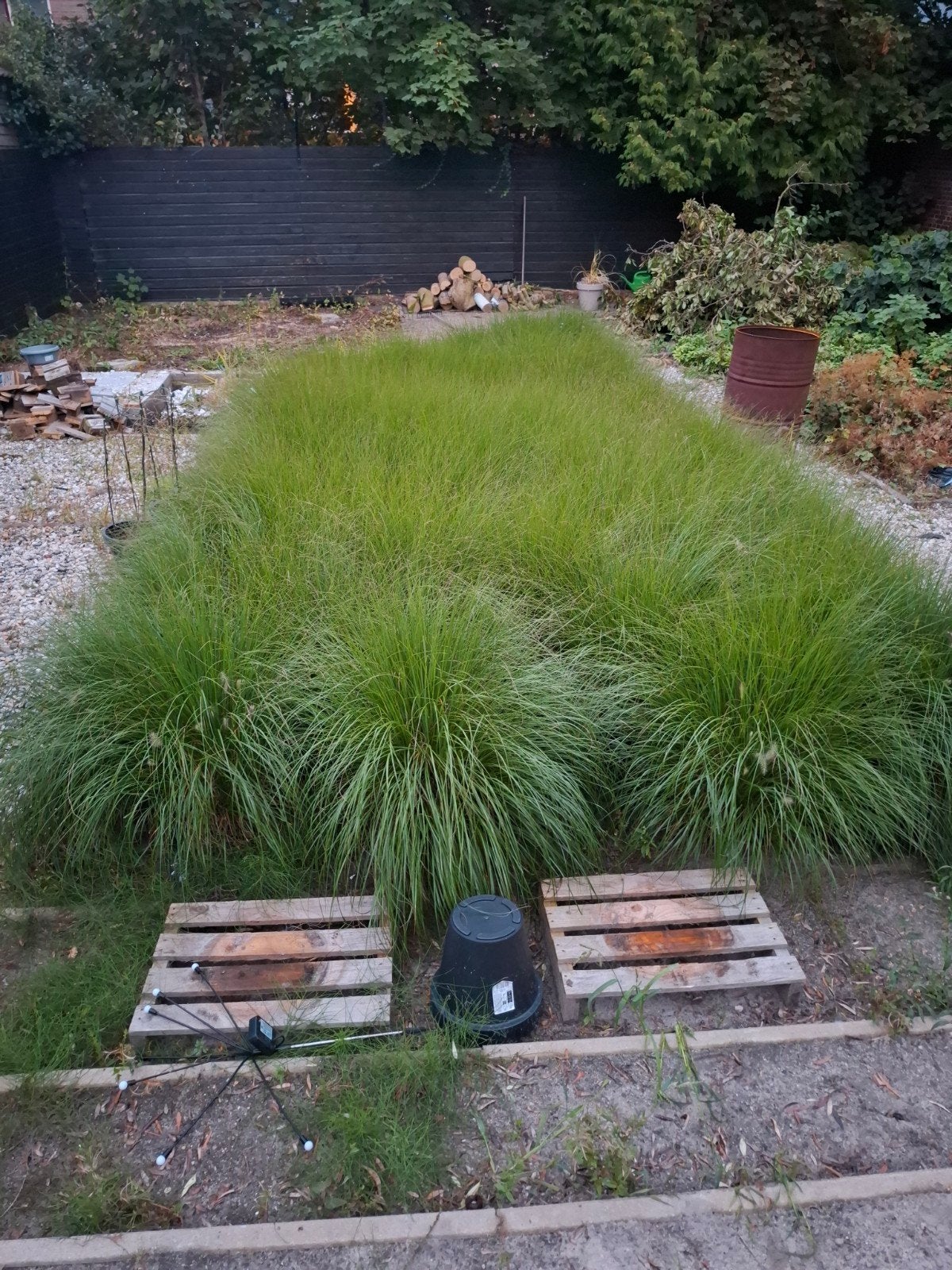 Gras bollen, Tuin en Terras, Ophalen, 20 m² of meer