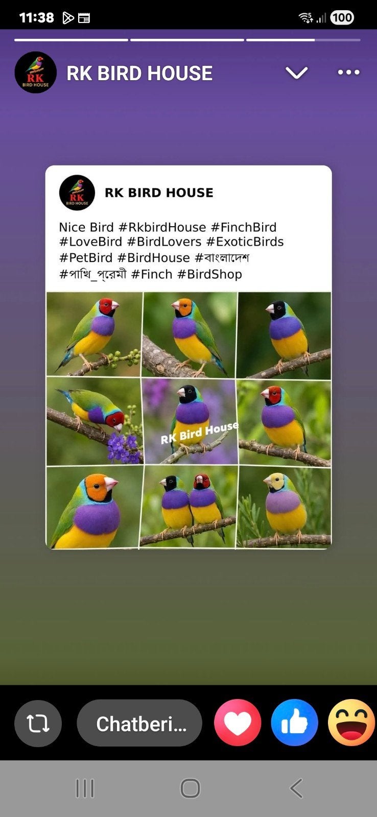 Gevraagd: koppel gouldamadines, grote vogels, geringd wildkl, Dieren en Toebehoren, Vogels | Overige Vogels, Meerdere dieren, Geringd