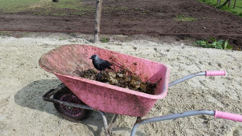 paardenmest, Tuin en Terras, Aarde en Mest, Ophalen, Mest