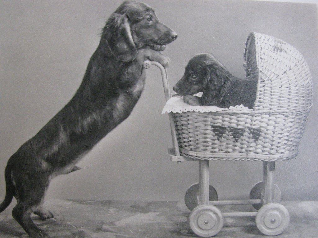 Oude Echte Foto Kaart - Teckel met Poppenwagen, Verzenden, 1940 tot 1960, Ongelopen, Overige thema's
