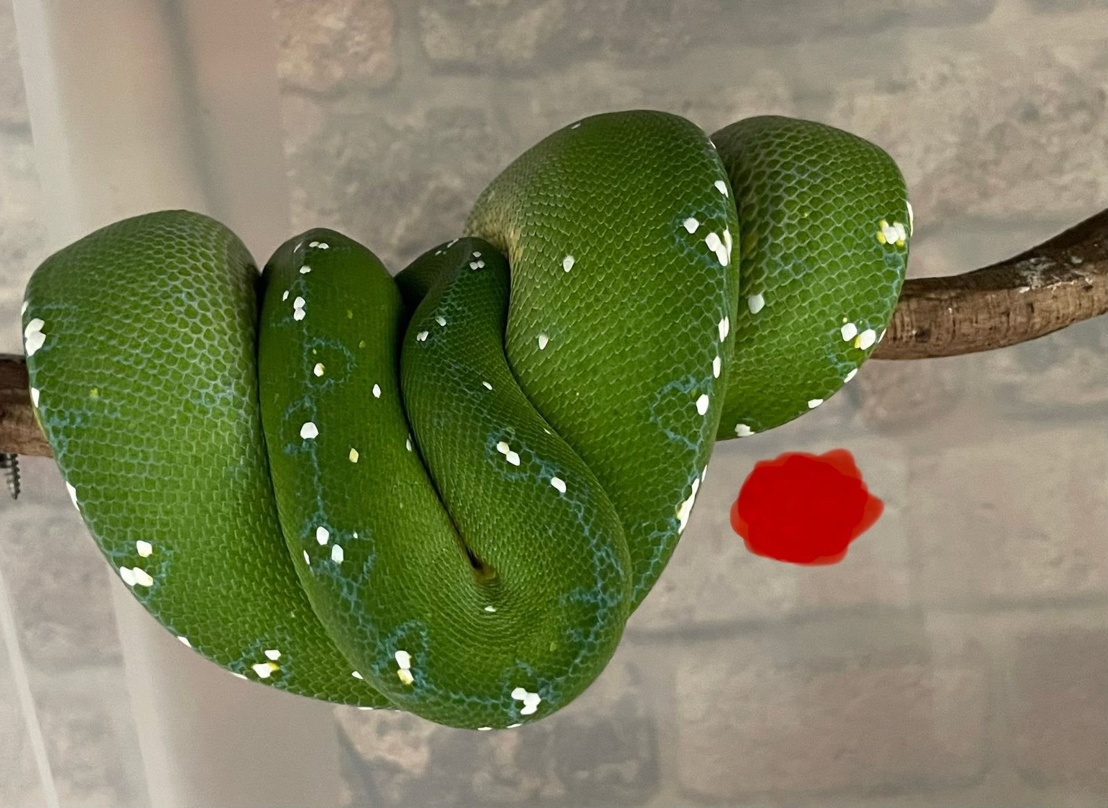 Morelia viridis Jayapura Green Tree Python - unknown for sale from Joost