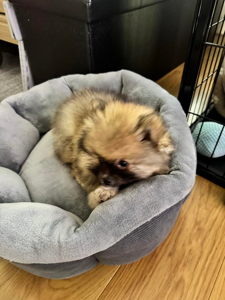 Pomeriaan Bearface puppy, Keeshond, Reu, 8 tot 15 weken, Eén hond