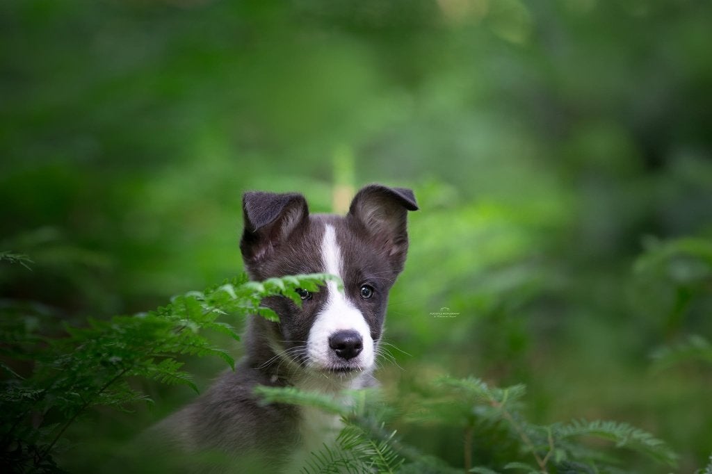 Prachtige sportieve FCI geregistreerde Border Collie pup!, 8 tot 15 weken, Collie, Meerdere, Meerdere dieren