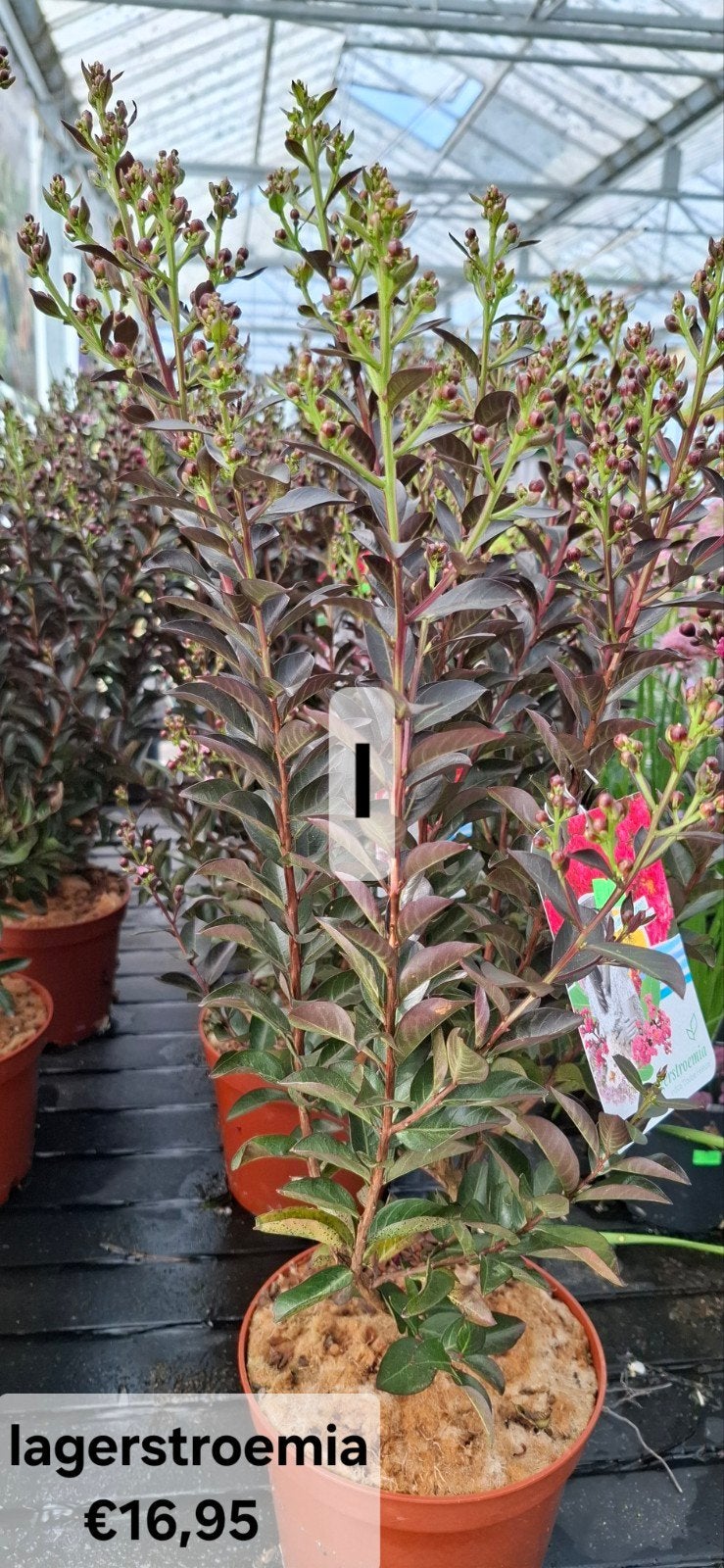 Lagerstroemia - Prachtige bloeiende plant, Tuin en Terras, Ophalen