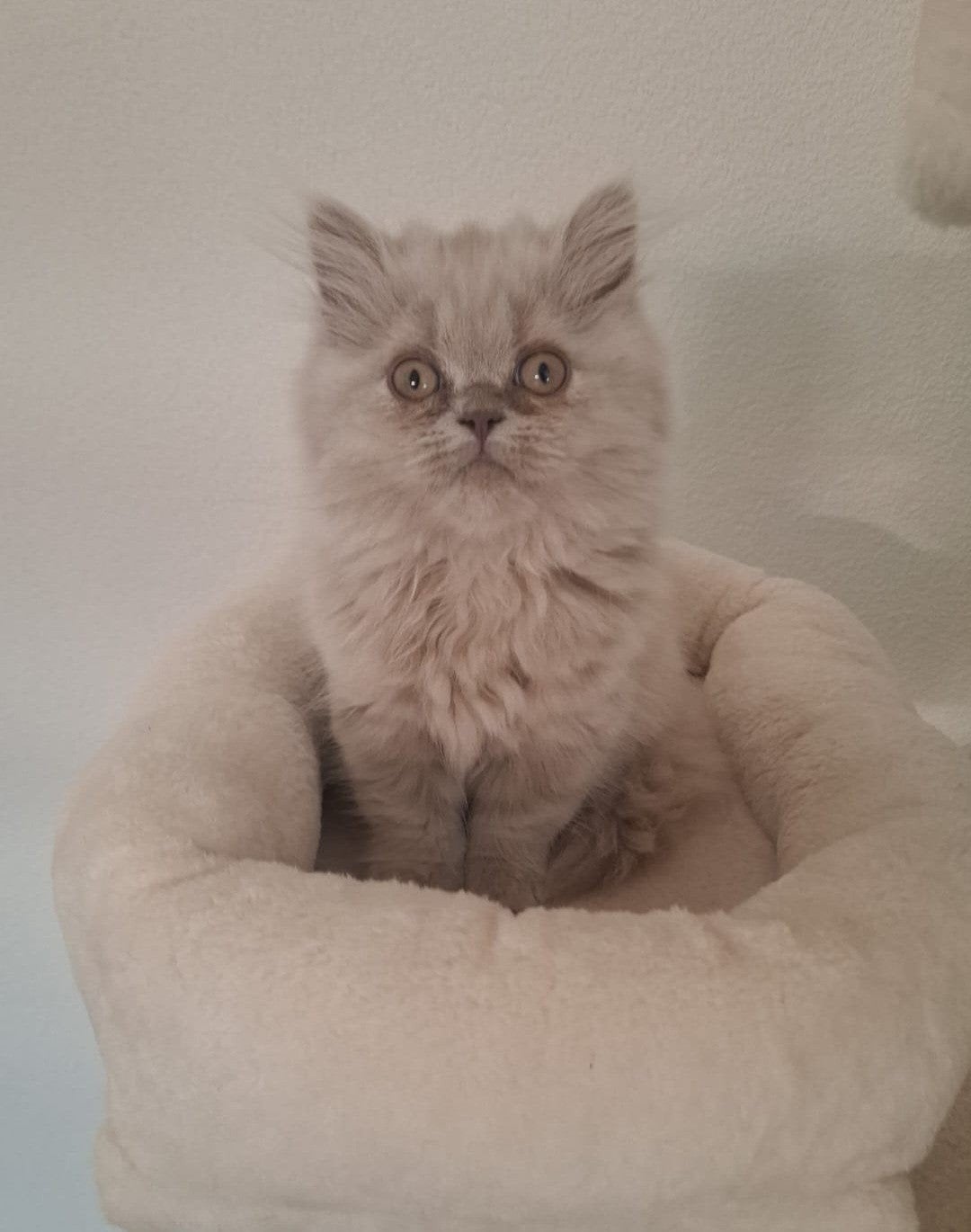 Britse korthaar en langhaar kittens mogen verhuizen, Dieren en Toebehoren, Meerdere dieren, Ontwormd, 0 tot 2 jaar