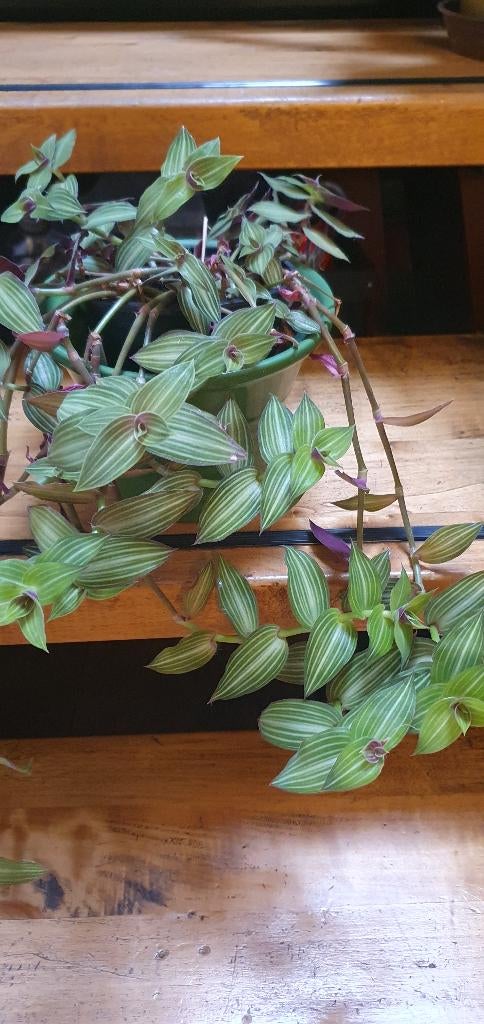 snelgroeiende plant die ook in een hangpotje kan, callisia, Huis en Inrichting, Kamerplanten, Ophalen, Halfschaduw, Minder dan 100 cm