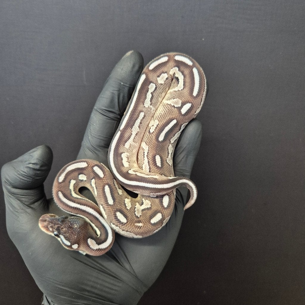 p. regius lijst Houten nk 2026 Ball Python photo 5