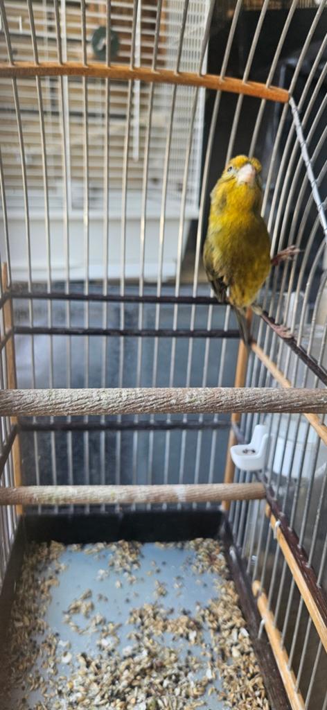 Bastaard roodmus x kanarie top z, Dieren en Toebehoren, Vogels | Overige Vogels, Mannelijk